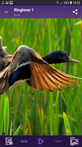 Duck - RINGTONES and WALLPAPERS screenshot 2
