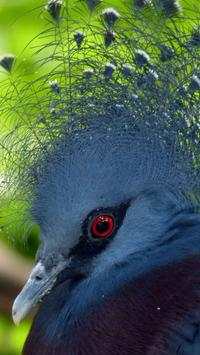 Beautiful Birds Wallpapers HD2 screenshot 13