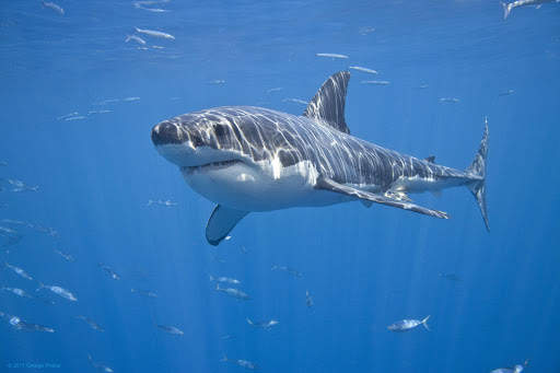Shark Live Wallpaper (Wallpapers & Backgrounds) screenshot 11