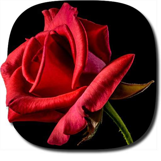 Blooming Roses Video Wallpaper 3.0