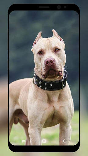Pitbull Wallpaper HD screenshot 4