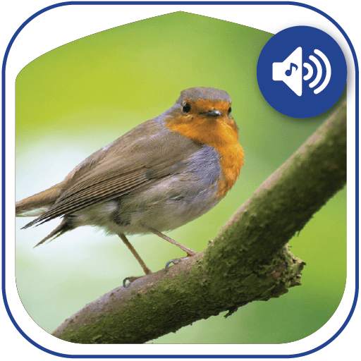 Birds sounds, ringtones birds 1.15