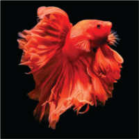 Wallpaper Cantik Ikan Cupang icon
