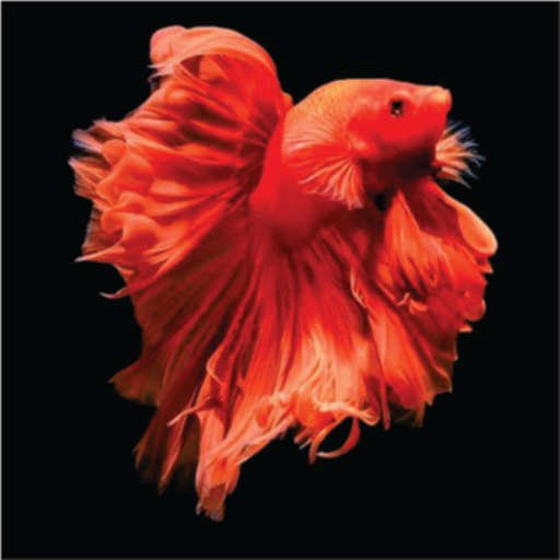 Wallpaper Cantik Ikan Cupang 3.3