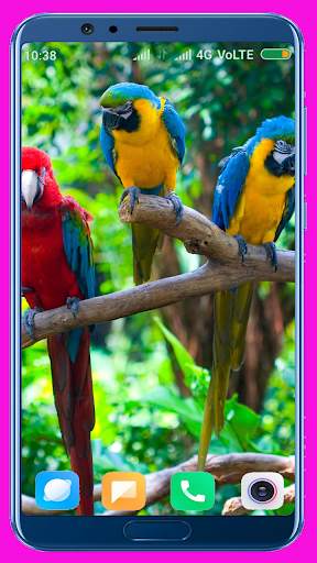 Parrot HD Wallpaper 7 تصوير الشاشة