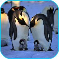 Penguins Video Live Wallpaper on 9Apps