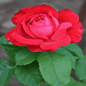 Flowering Red Rose LWP icon