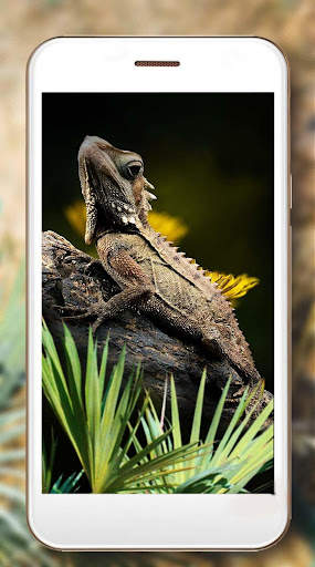 Lizards Live Wallpaper screenshot 4