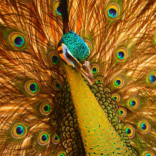 Birds Jigsaw Puzzles 1.2