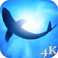 Shark 4K Live Wallpaper