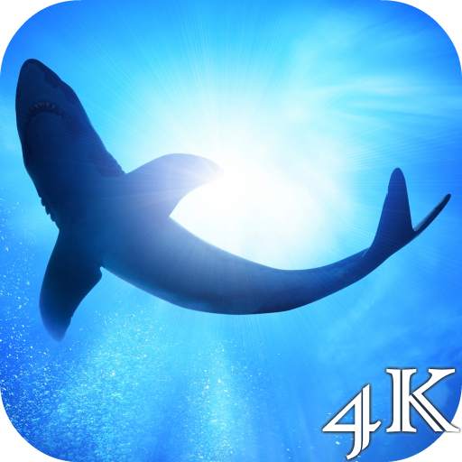 Shark 4K Live Wallpaper 2.0