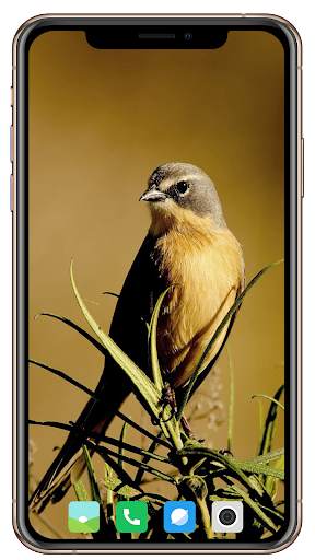 Bird HD Wallpaper screenshot 6