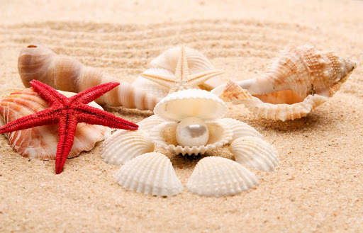 Seashells Live Wallpaper (Backgrounds) screenshot 10