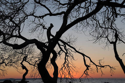 Tree Photo Frames 6 تصوير الشاشة