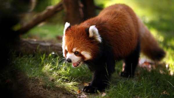 Funny animal mix screenshot 8
