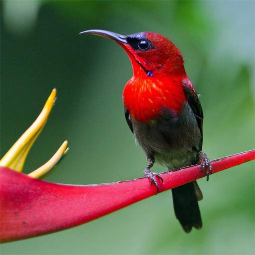 Beautiful Birds Live Wallpaper 1.9