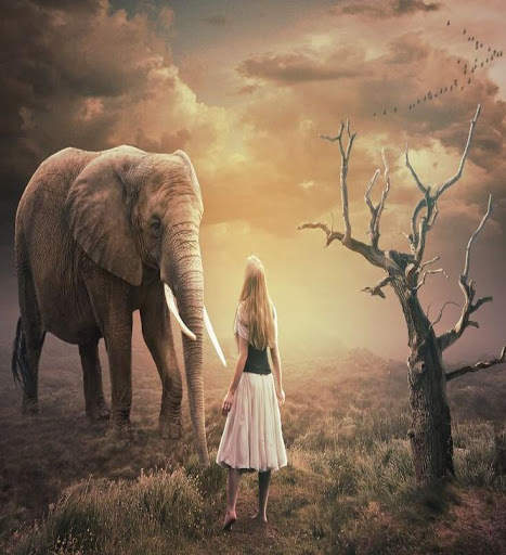 Elephant Wallpaper 7 تصوير الشاشة