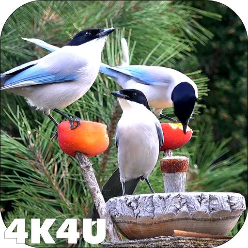 4K Garden Birds Video Live Wal 2.04