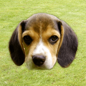Bark icon