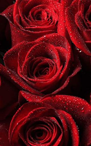 Red Rose Wallpaper screenshot 1