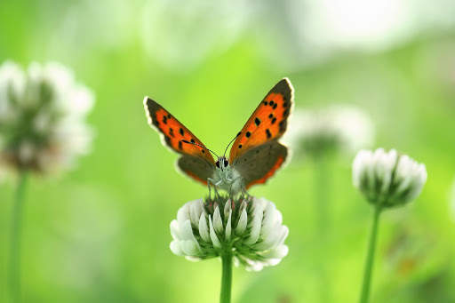 Butterfly Live Wallpaper (backgrounds) screenshot 4