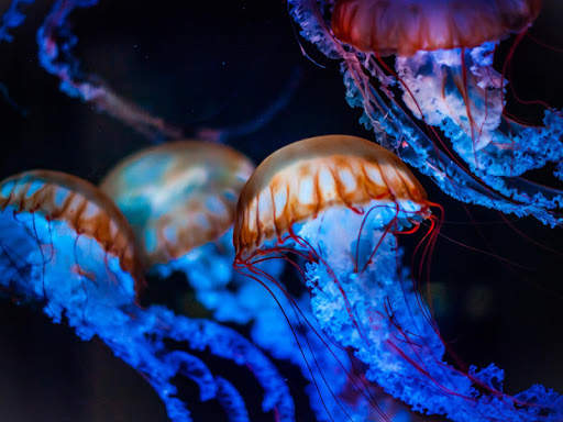 Aquarium Live Wallpaper (Wallpapers & Backgrounds) screenshot 13