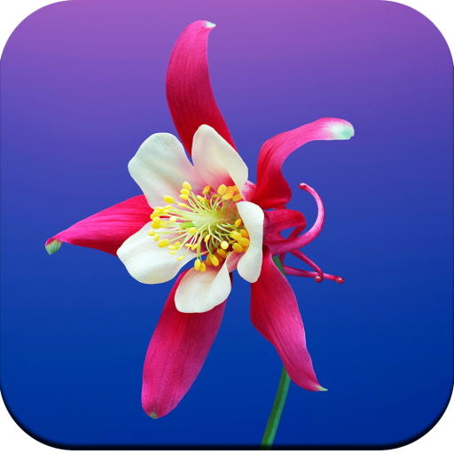 Flowers Wallpaper 4K أيقونة