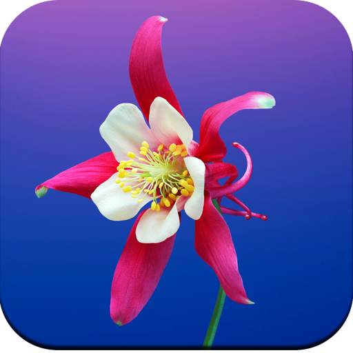 Flowers Wallpaper 4K 1.09