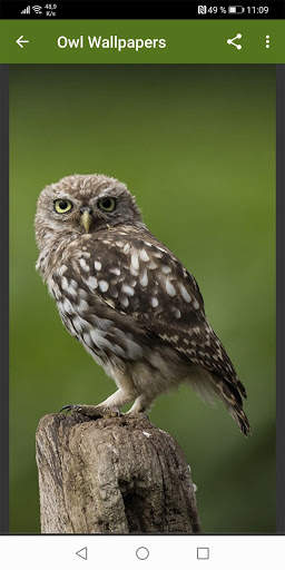 Owl Wallpapers screenshot 5