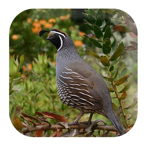 Quail Sounds 1.4