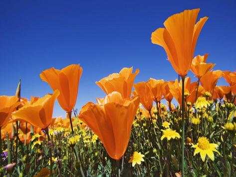 3D Flower Backround Wallpapers screenshot 7