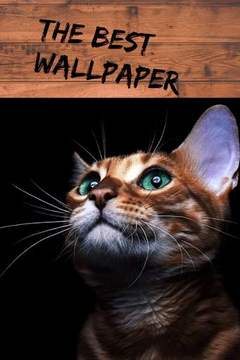 Pictures of Funny Cats, Wallpaper screenshot 6