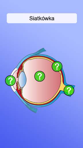 Anatomia screenshot 4