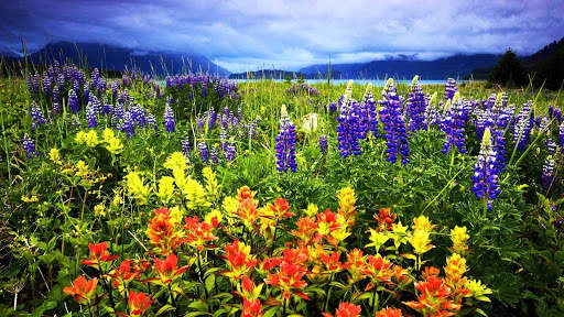 Spring Wallpapers : backgrounds hd screenshot 23