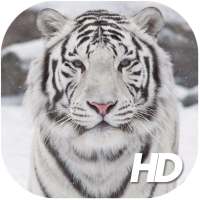 White Tiger Wallpaper HD on 9Apps