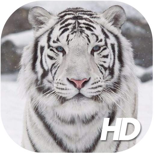 White Tiger Wallpaper HD 1.0