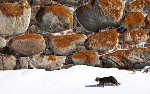 Snow Cats Live Wallpaper screenshot 16