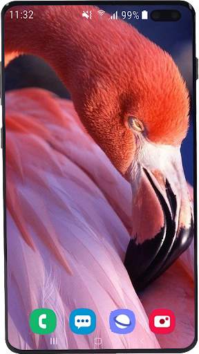 Flamingo Wallpaper HD screenshot 1