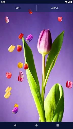 Tulip Spring 4K Wallpapers screenshot 4