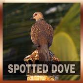 Spotted Dove Bird Song 1.0
