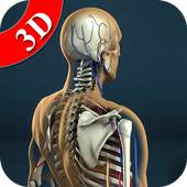 3D Human Anatomy - Human Organs, Bones & Skeleton 1.1
