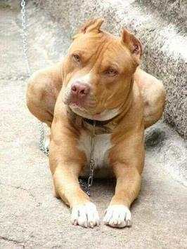 Pitbull Wallpaper 6 تصوير الشاشة