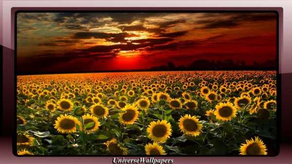 Sunflower Wallpaper screenshot 2