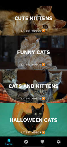 Funny Cat Videos: Funny Reactions and Cute Sounds screenshot 7