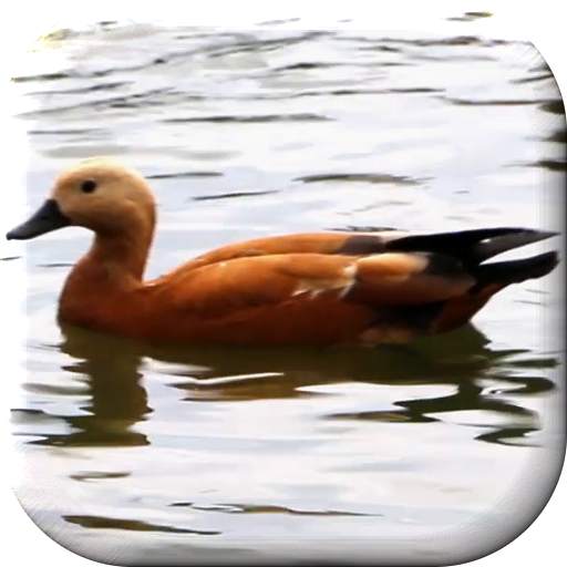 Duck Live Wallpaper 3.0