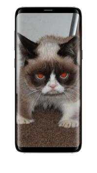 Cute Cats All Beauty Wallpaper screenshot 6