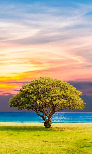 Spring Wallpapers HD (backgrounds & themes) screenshot 2