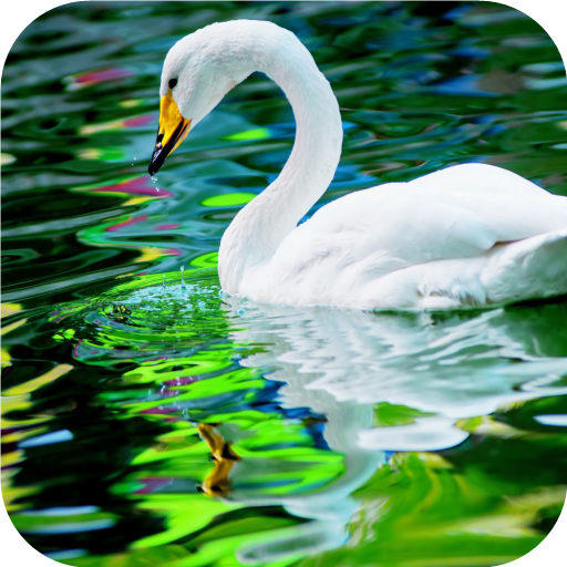 Swan. Birds. Live Wallpaper иконка