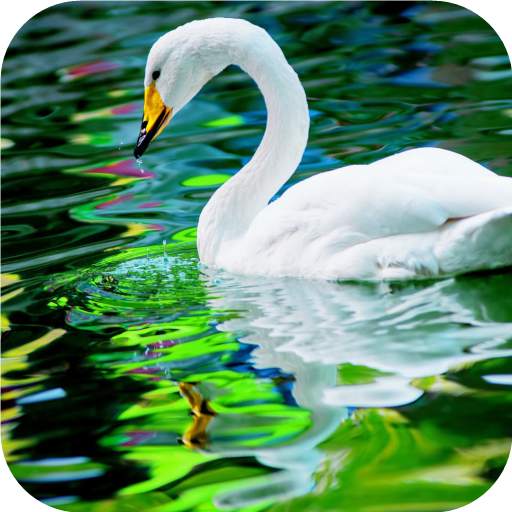 Swan. Birds. Live Wallpaper 20201104