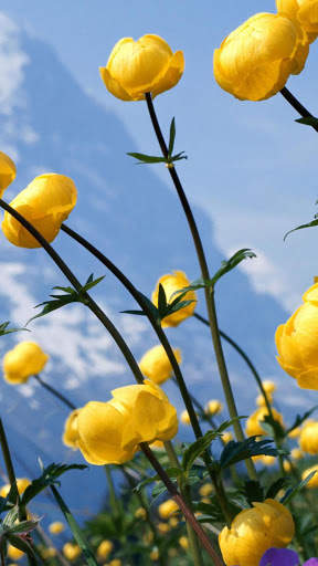 Flower Video Live Wallpaper screenshot 4